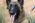 Retired landmine detection dogs project  - SCMP 21/2/2018