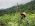 Forest Landscape Restoration Mechanism Video for FAO