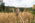 WHO Laos – Last steps in erradicating malaria in Lao PDR