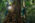 REDD+ Projects Documentation for Vertree Partners